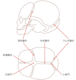 頭蓋変形の原因